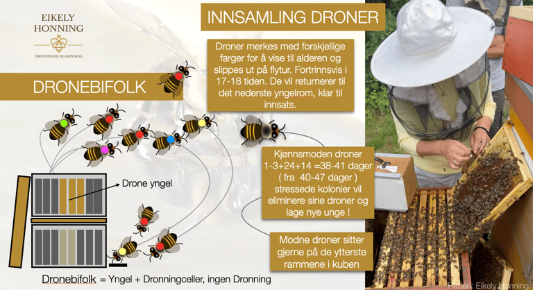 Foredrag om inseminering, Trondheim Birøktelag