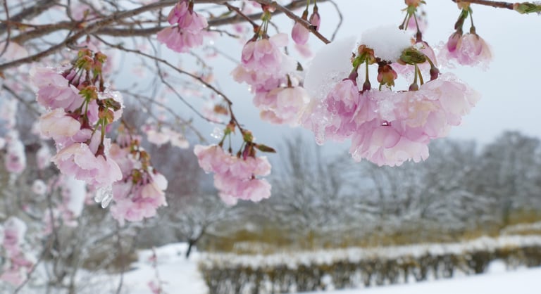 Sauna sibérien dans le pays rochois en Haute-Savoie