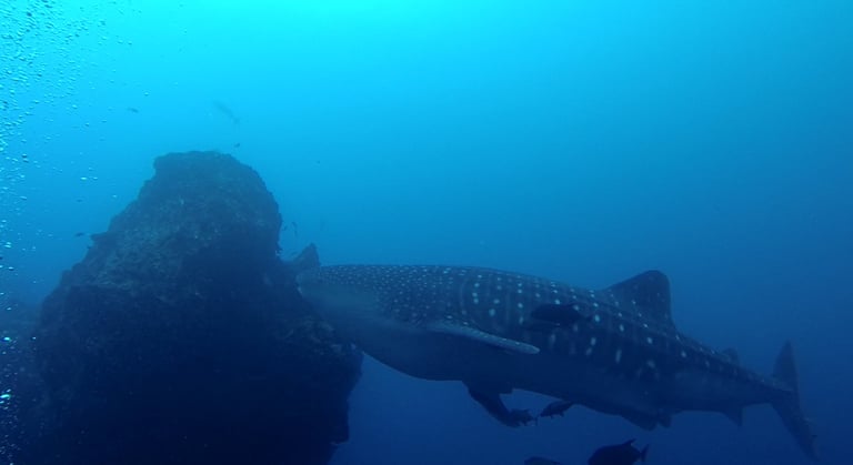 Tracey Billington Scuba Diving with sharks at Cocos Islands, Costa Rica