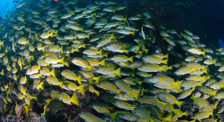 Tracey Billington Scuba Diving with sharks at Cocos Islands, Costa Rica