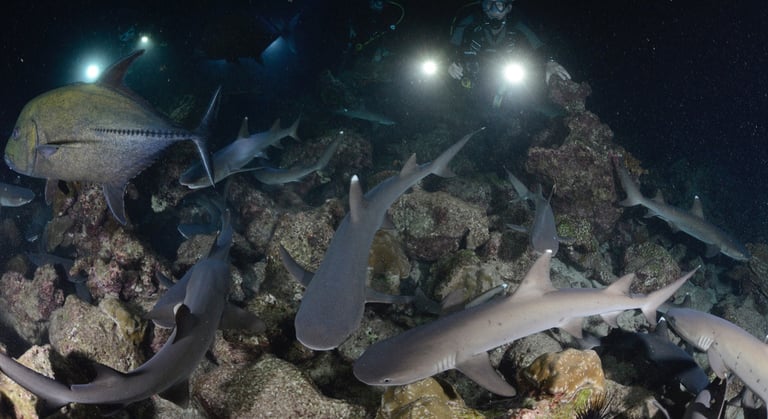Tracey Billington Scuba Diving with sharks at Cocos Islands, Costa Rica
