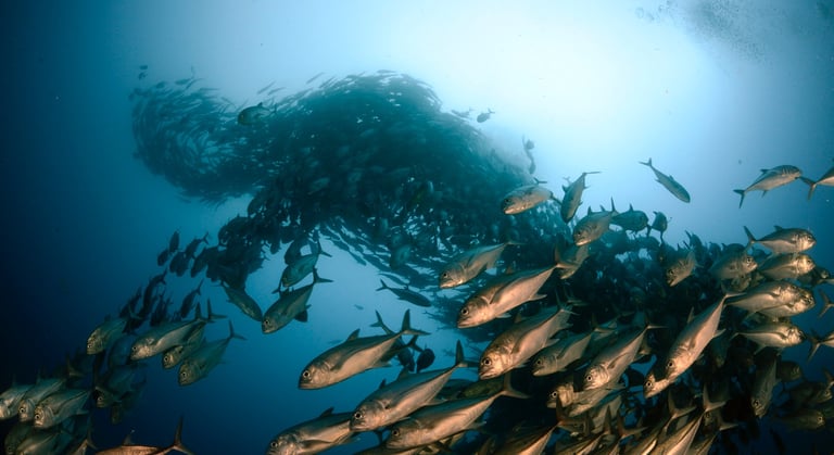 Tracey Billington Scuba Diving with sharks at Cocos Islands, Costa Rica