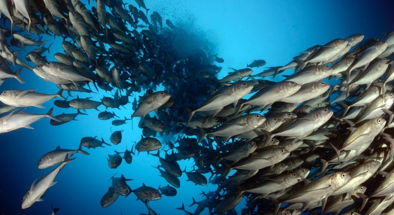 Tracey Billington Scuba Diving with sharks at Cocos Islands, Costa Rica