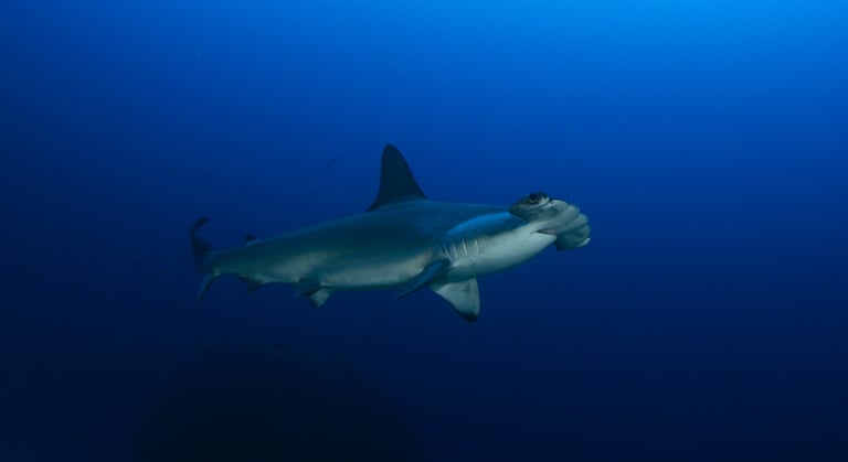 Tracey Billington Scuba Diving with sharks at Cocos Islands, Costa Rica