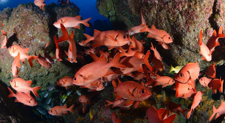 Tracey Billington Scuba Diving with sharks at Cocos Islands, Costa Rica