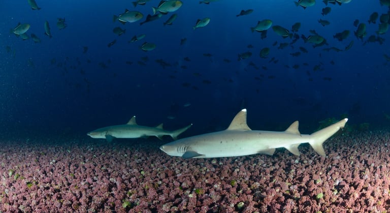 Tracey Billington Scuba Diving with sharks at Cocos Islands, Costa Rica