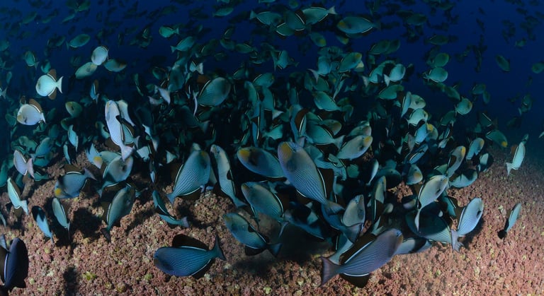 Tracey Billington Scuba Diving with sharks at Cocos Islands, Costa Rica