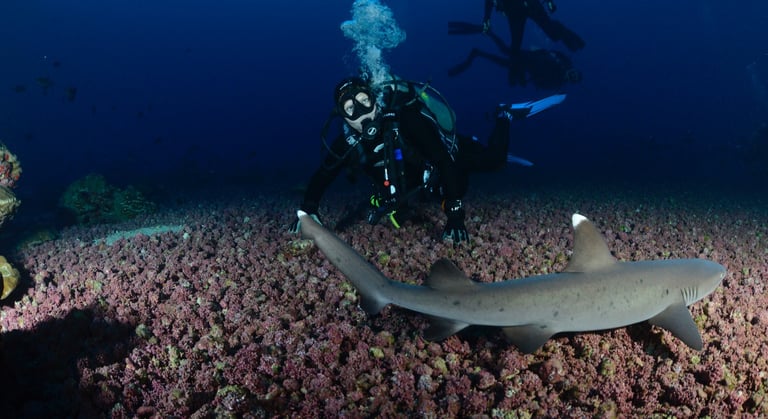 Tracey Billington Scuba Diving with sharks at Cocos Islands, Costa Rica