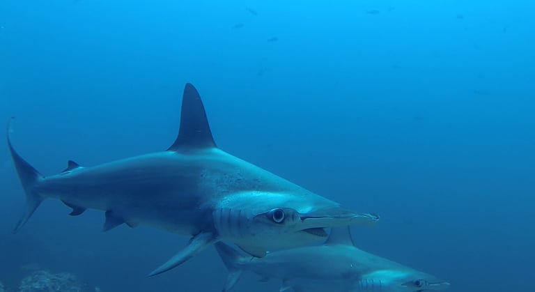 Tracey Billington Scuba Diving with sharks at Cocos Islands, Costa Rica