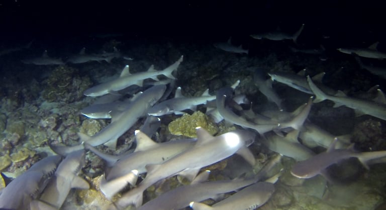 Tracey Billington Scuba Diving with sharks at Cocos Islands, Costa Rica