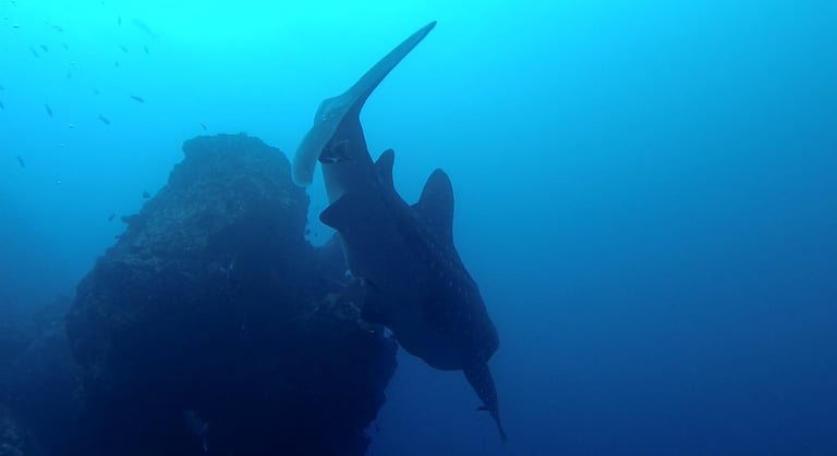 Tracey Billington Scuba Diving with sharks at Cocos Islands, Costa Rica