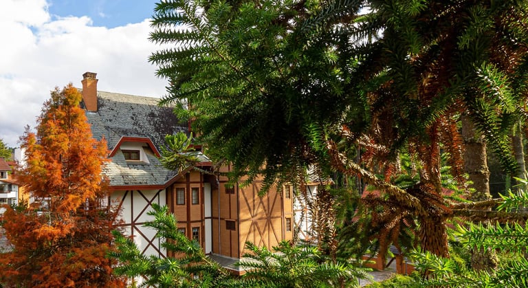 Apartamento com estética europeia, plátano e araucárias.