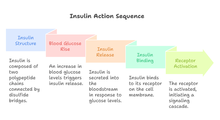 Insulin action sequence