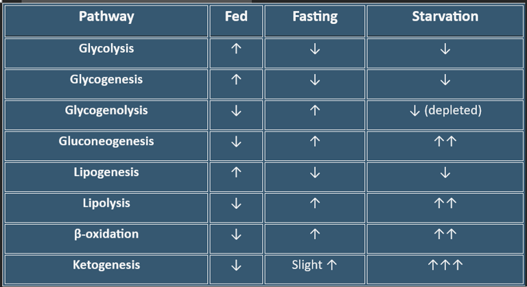Metabolic_pathways_blood_glucose_homeostasis