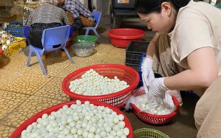 trứng chim cút bóc sẵn, chim cút thịt, chim bồ câu thịt giá sỉ 1 kg trứng chim cút bóc sẵn có bao nhiêu quả 