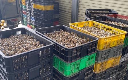 trứng chim cút bóc sẵn, chim cút thịt, chim bồ câu thịt giá sỉ Đông Anh Hà Nội