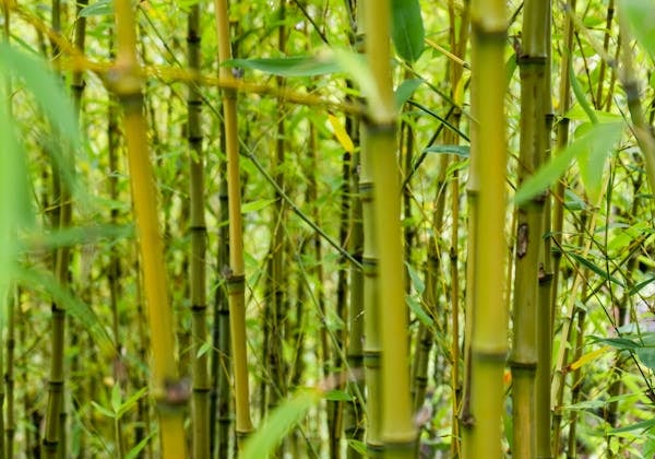 Eco friendly bamboo