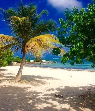 raisins clairs voyage france guadeloupe