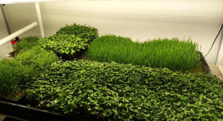 a picture of Early Greens microgreens nursery bed