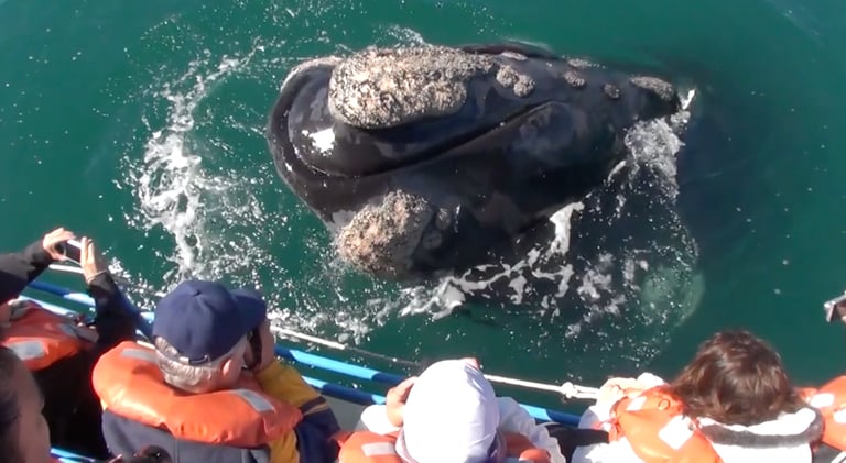 avistaje de ballena franca austral