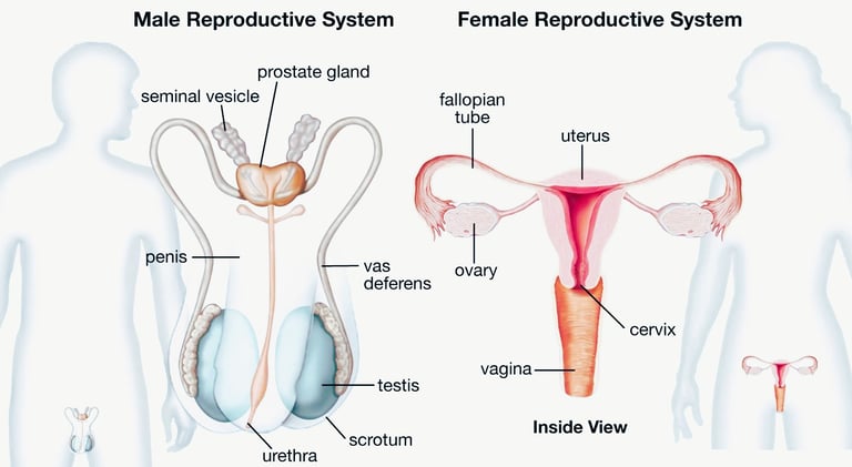 prostate
