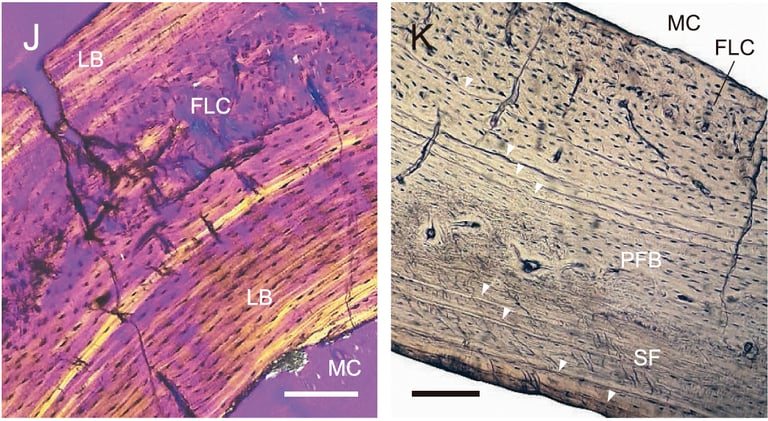 Histological thin sections of Prolagus sardus, doi: 10.1093/zoolinnean/zlad112
