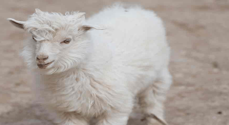 kaşmir şal cashmere