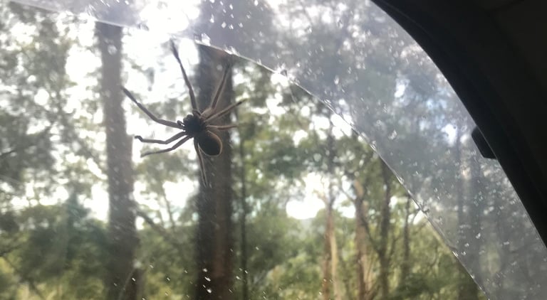 Arañas en Australia