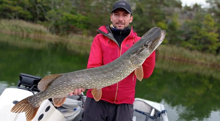Ein Fischer ist auf einem Boot in Schweden und hält einen großen Hecht in der Hand. da ist Schilf.
