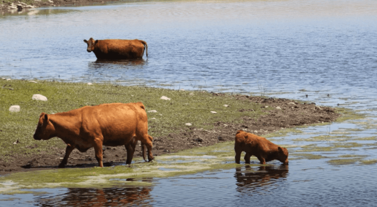 Cows drinking from a pond