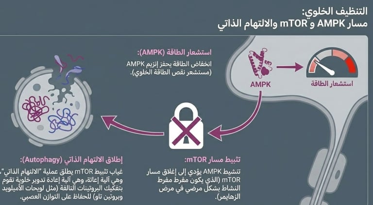 🌙الآثار الواقية للصيام على الأمراض التنكسية العصبية🧠