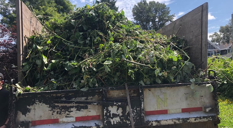 a picture of the back of a truck box full of blackberry cuttings