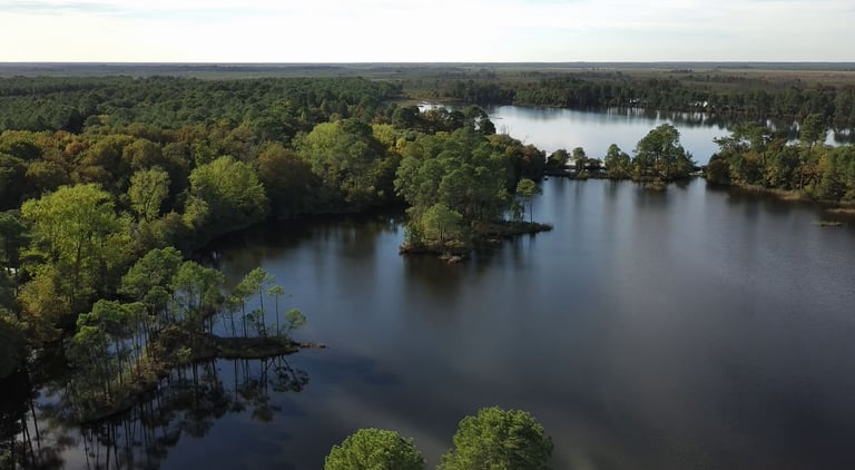 Vue aérienne d'un lac bleu calme entouré d'un paysage forestier verdoyant dense sous un ciel clair.