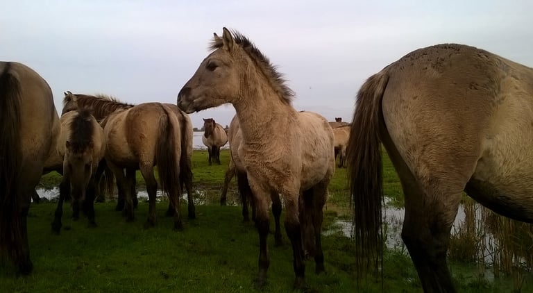 a group of horses standing in a field