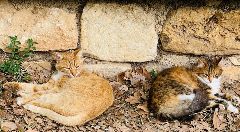 nomad #nomadmototours #royalenfieldeurope #royalenfield #adventuretours #nomadmototoursturkey #motor