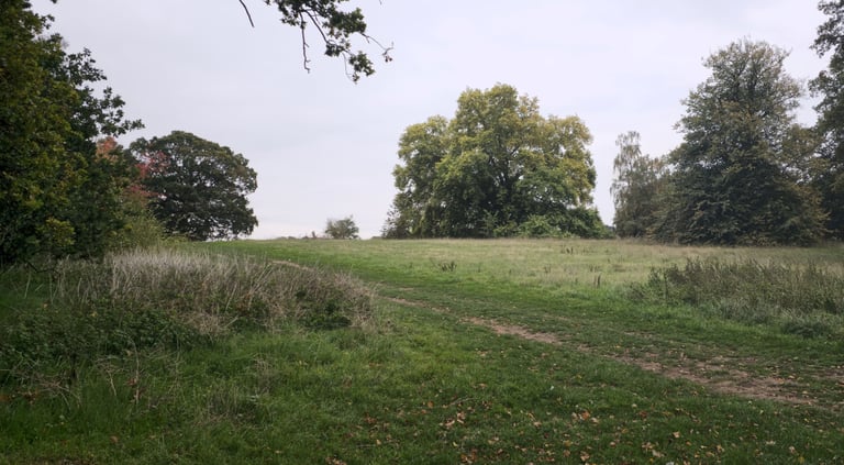 open grassland with mature trees