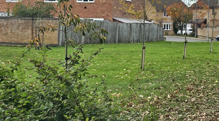 showing newly planted trees on an open grassed area