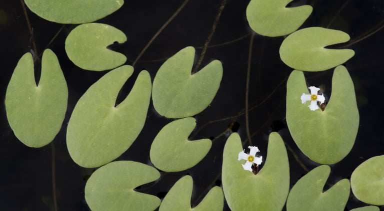 Minuscule lilypads and flowers