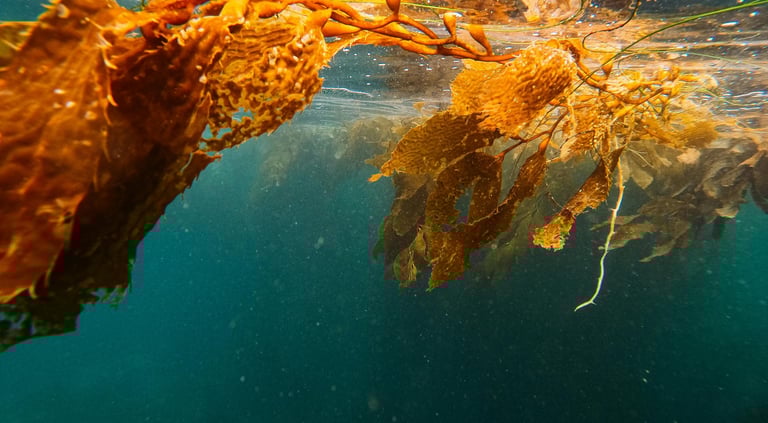 Kelp seaweed, used to make seaweed extract for plants