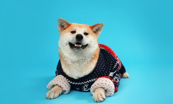 Perro Akita modelando un suéter artesanal de invierno para mascotas sobre fondo azul.