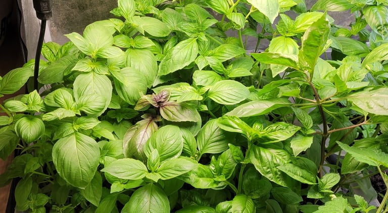 basilic cultivé en sol vivant avec engrais naturel