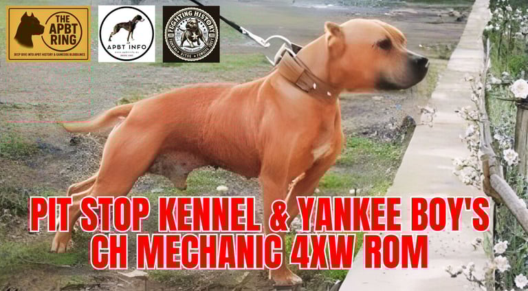 Pit Stop Kennel & Yankee Boy's Ch Mechanic ROM - pitbull history