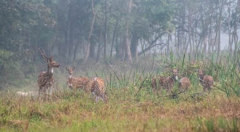 a herd of Spotted deers in the wild being led on by the Alpha.