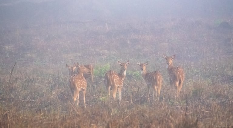 a herd of young deers in Valmiki TR, close to where the abandoned one was found