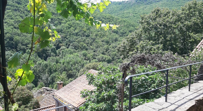 Vue depuis la terrasse du gîte la Petite Corse sur la forêt environante
