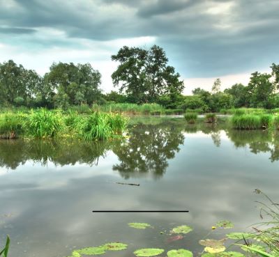 Louisiana - a pond with lily pads and lily pads
