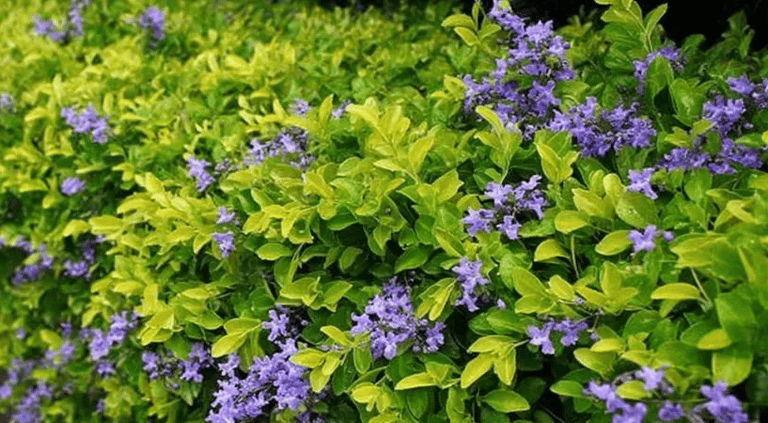 lawn grass suppliers Rajahmundry