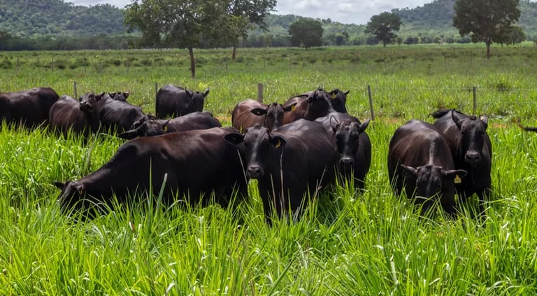 Bois alimentados a pasto