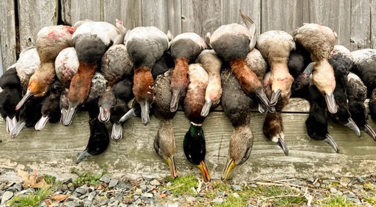 A long row of harvested ducks and geese hanging from a wooden rail against a weathered gray barn.