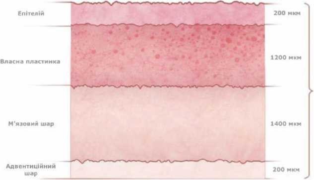 фото схема Вагінальний епітелій до менопаузи